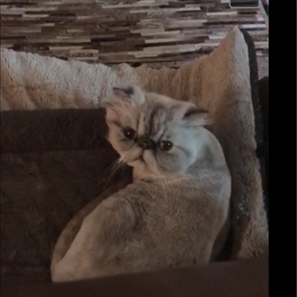 Meet your Posher, Beverly - Picture 1 of 1